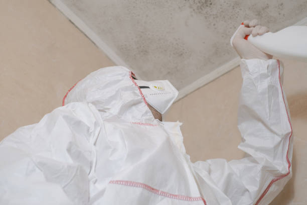 Trusted Montpelier, OH Mold Removal Experts